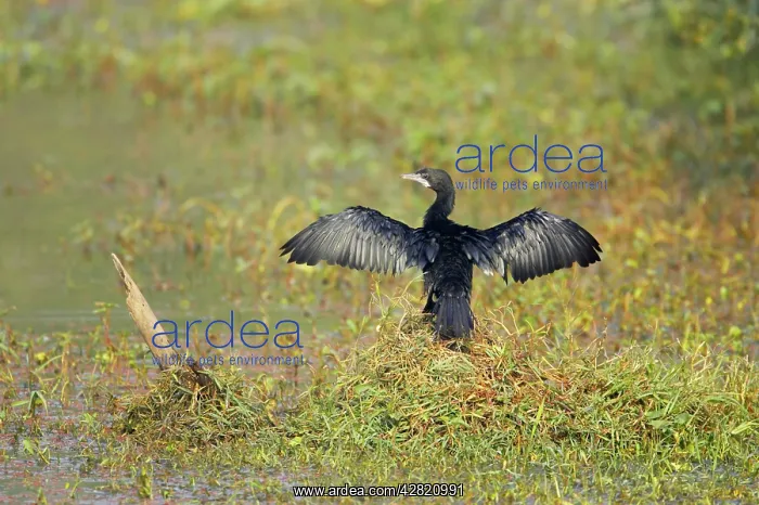 : Little Cormorant - drying wings : Little Cormorant - drying wings