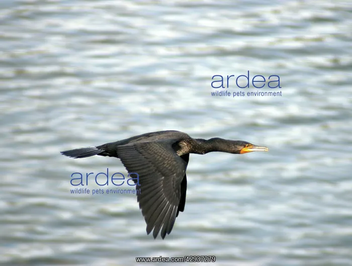 : Little Cormorant, India, in flight : Little Cormorant, India, in flight