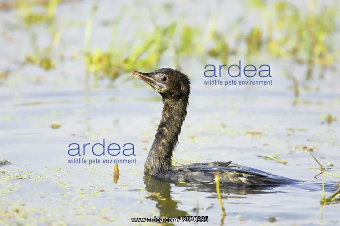 : Little Cormorant - swimming : Little Cormorant - swimming