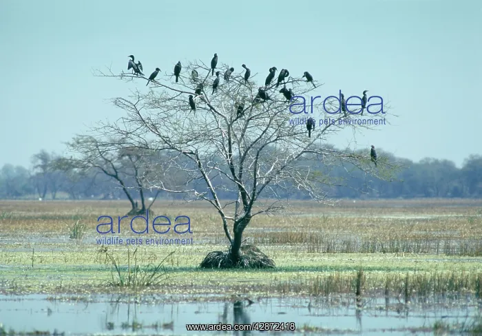 : LITTLE CORMORANTS : LITTLE CORMORANTS
