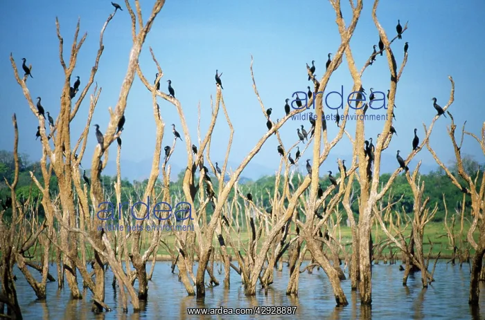 : Little Cormorants : Little Cormorants