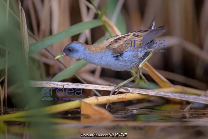  : Little Crake