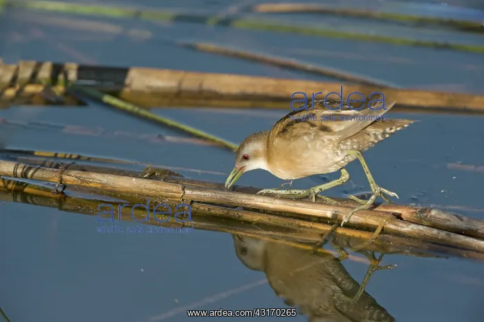 : Little Crake : Little Crake