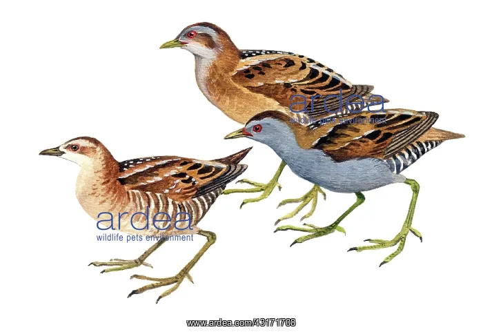 : Little Crake : Little Crake