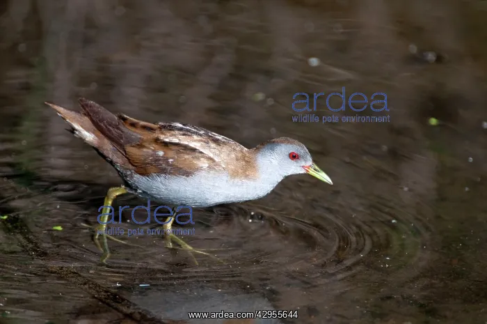 : Little Crake - adult female - walking in shallow water : Little Crake - adult female - walking in shallow water
