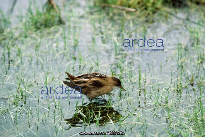 : Little CRAKE - female : Little CRAKE - female