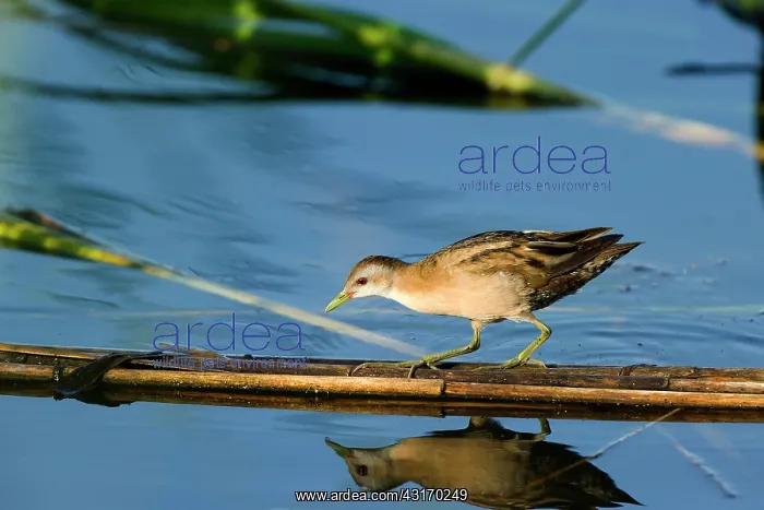 : Little Crake (Porzana parva) female walking on broken reed b : Little Crake (Porzana parva) female walking on broken reed b
