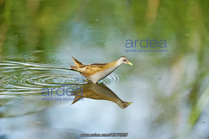 : Little Crake (Porzana parva) male walking to the : Little Crake (Porzana parva) male walking to the