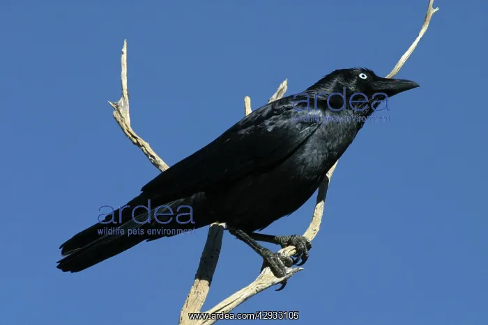 : Little Crow : Little Crow