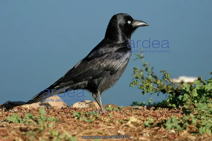: Little Crow : Little Crow