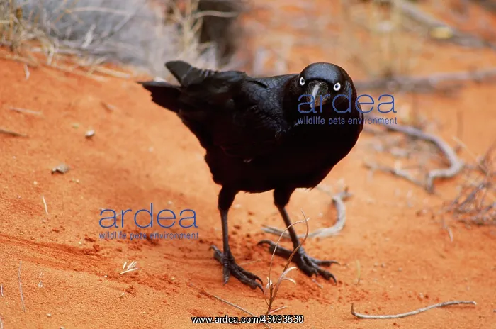: Little Crow : Little Crow