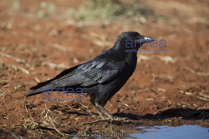 : Little Crow - About to drink at a pool - Papunya : Little Crow - About to drink at a pool - Papunya