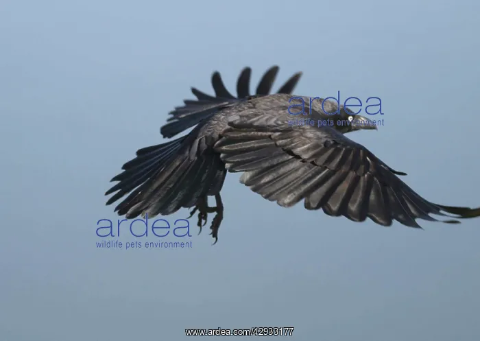 : Little Crow - In flight, wings outstretched : Little Crow - In flight, wings outstretched