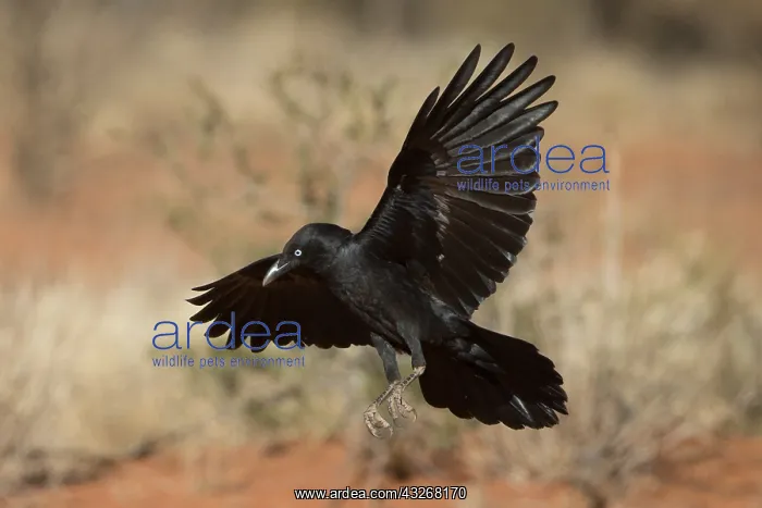 : Little Crow - Flying in to join a flock feeding : Little Crow - Flying in to join a flock feeding