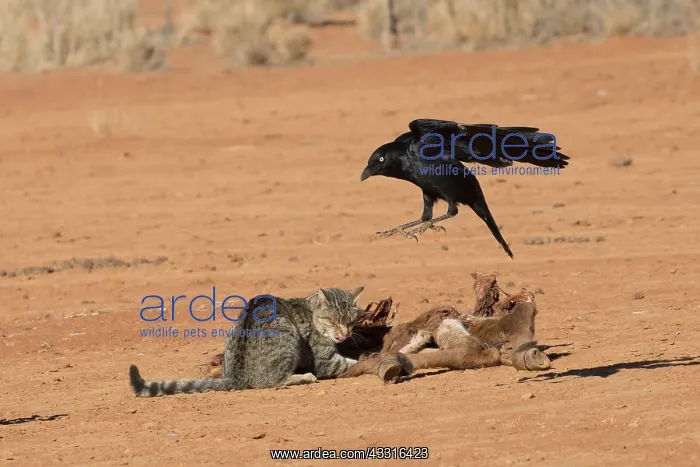 : Little Crow - Hassling a Wild Cat at a dead foal : Little Crow - Hassling a Wild Cat at a dead foal
