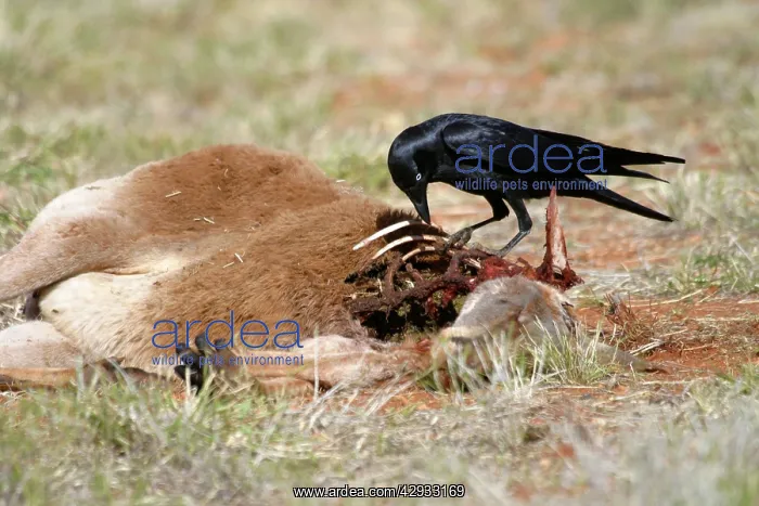 : Little Crow - At road-killed Kangaroo : Little Crow - At road-killed Kangaroo