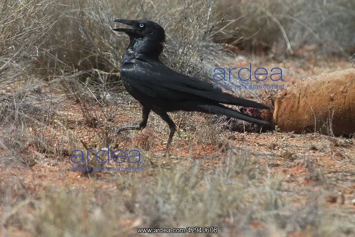 : Little Crow - At roadkilled kangaroo. Smallest : Little Crow - At roadkilled kangaroo. Smallest