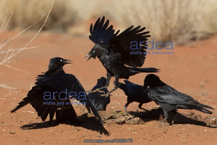 : Little Crows - A flock feeding on animal remains : Little Crows - A flock feeding on animal remains