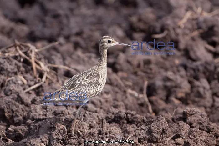 : Little Curlew : Little Curlew