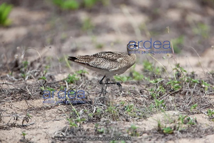 : Little Curlew - foraging behind the beach : Little Curlew - foraging behind the beach