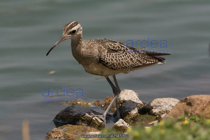 : Little Curlew / Little Whimbrel - this bird spent : Little Curlew / Little Whimbrel - this bird spent