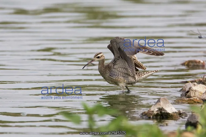  : Little Curlew  /  Little Whimbrel - with wings raised