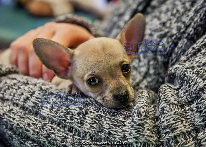 : little dog cross between pincher and chihuahua : little dog cross between pincher and chihuahua