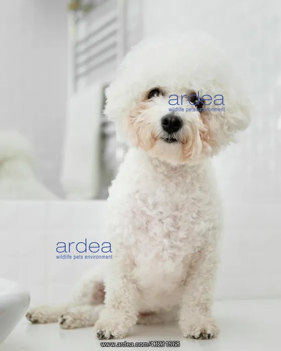 : little dog sitting bathroom : little dog sitting bathroom