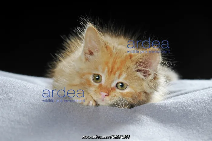 : Little domestic cat, longhaired, red mackerel, 7 : Little domestic cat, longhaired, red mackerel, 7