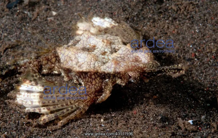 : Little Dragonfish : Little Dragonfish