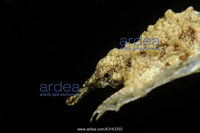: Little Dragonfish : Little Dragonfish