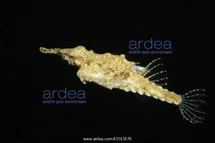 : Little Dragonfish : Little Dragonfish