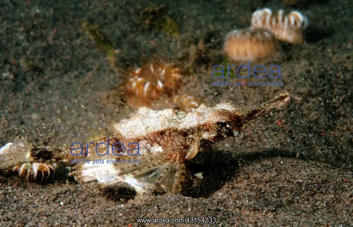 : Little Dragonfish : Little Dragonfish
