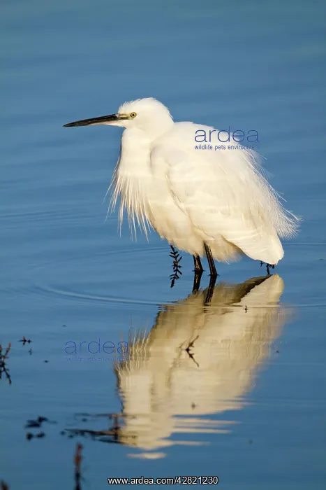 : Little Egret : Little Egret