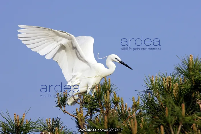 : Little Egret : Little Egret