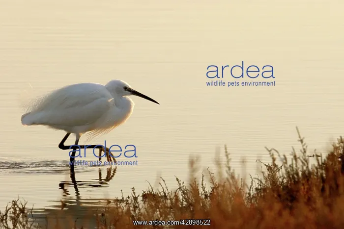 : Little Egret : Little Egret