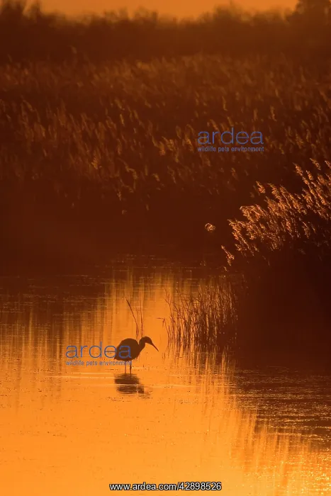 : Little Egret : Little Egret