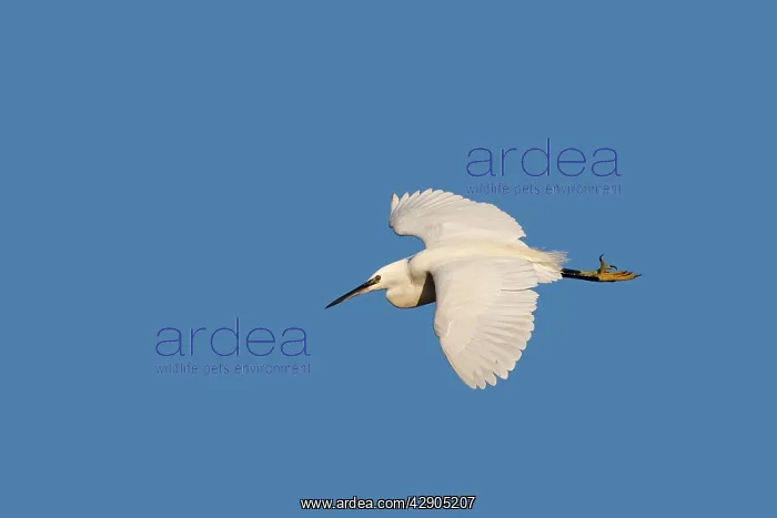 : Little Egret : Little Egret