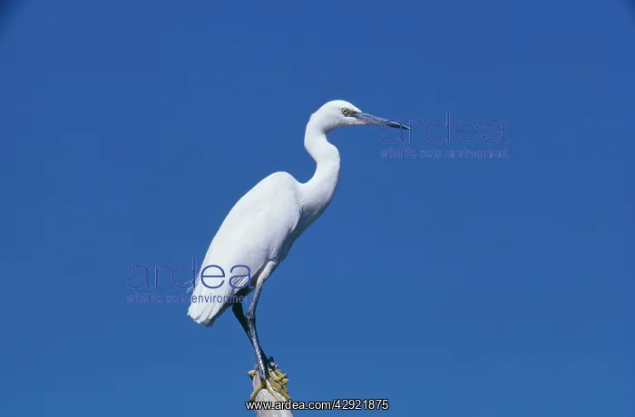  : LITTLE EGRET