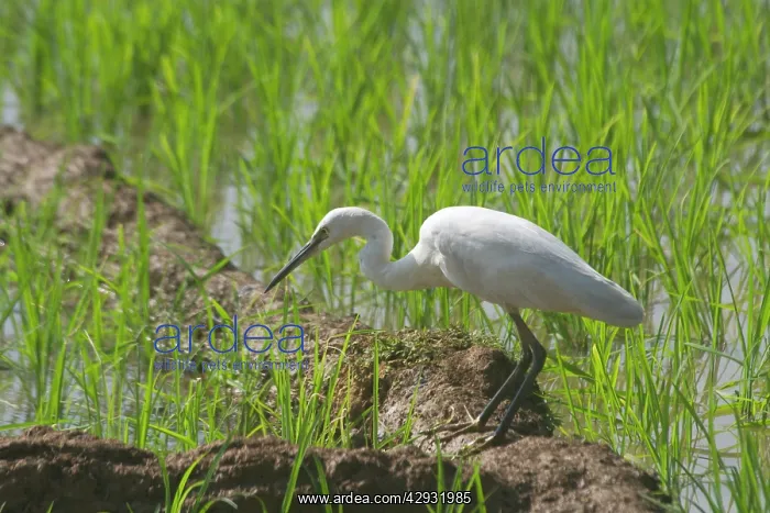 : Little Egret : Little Egret