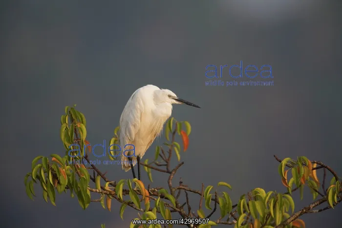 : Little Egret : Little Egret