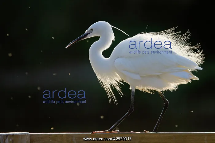 : Little Egret : Little Egret