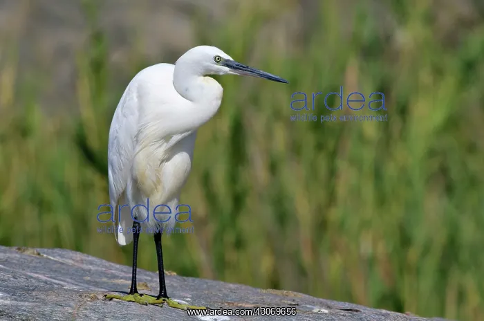 : Little Egret : Little Egret