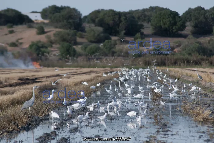 : Little Egret : Little Egret