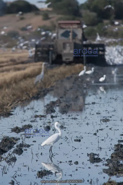 : Little Egret : Little Egret