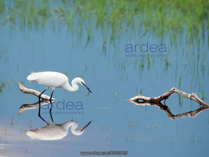 : Little Egret : Little Egret