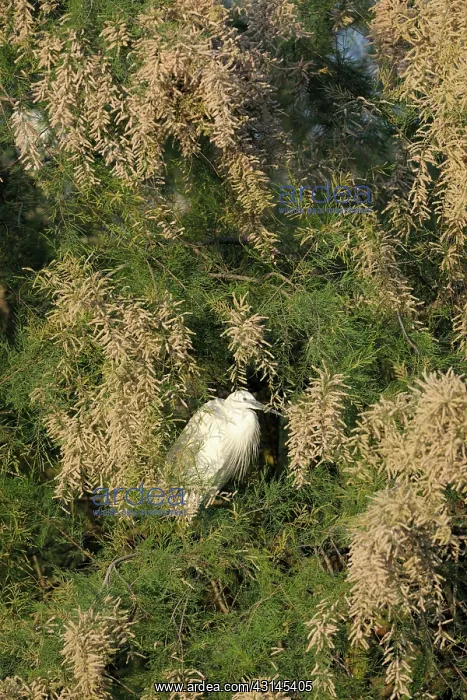 : Little Egret : Little Egret