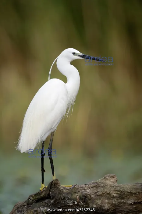 : Little Egret : Little Egret