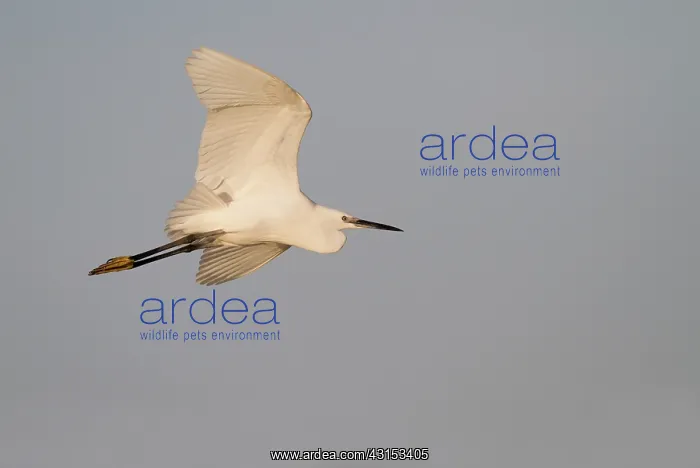 : Little Egret : Little Egret