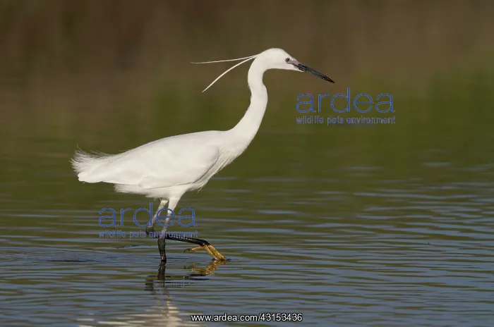  : Little Egret